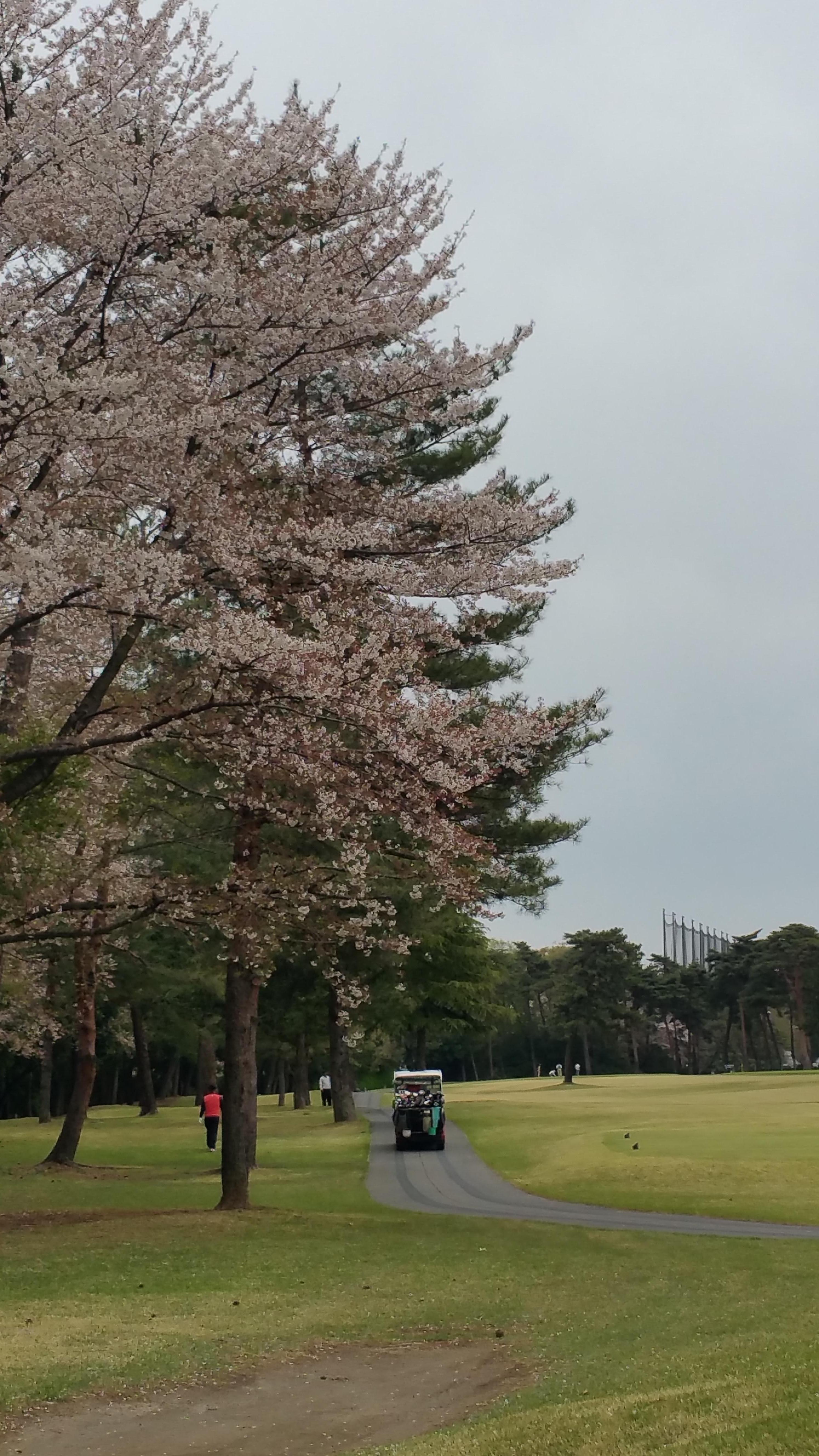 まだ桜が咲いていました